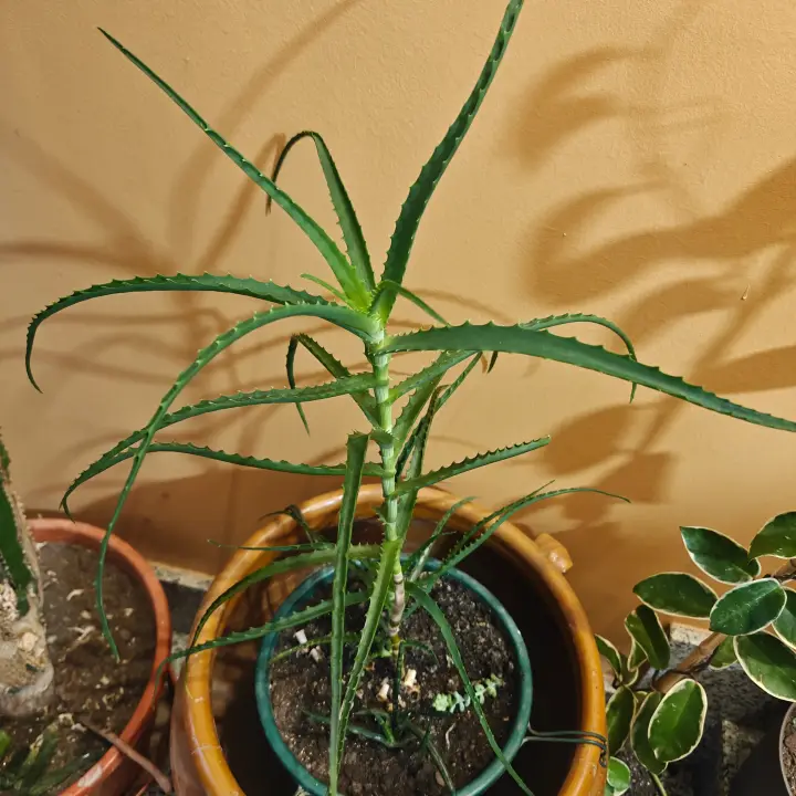 Aloe Arborescens 1