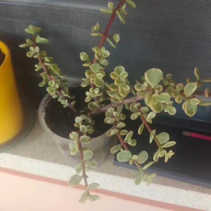 Portulacaria Afra Tricolor 1