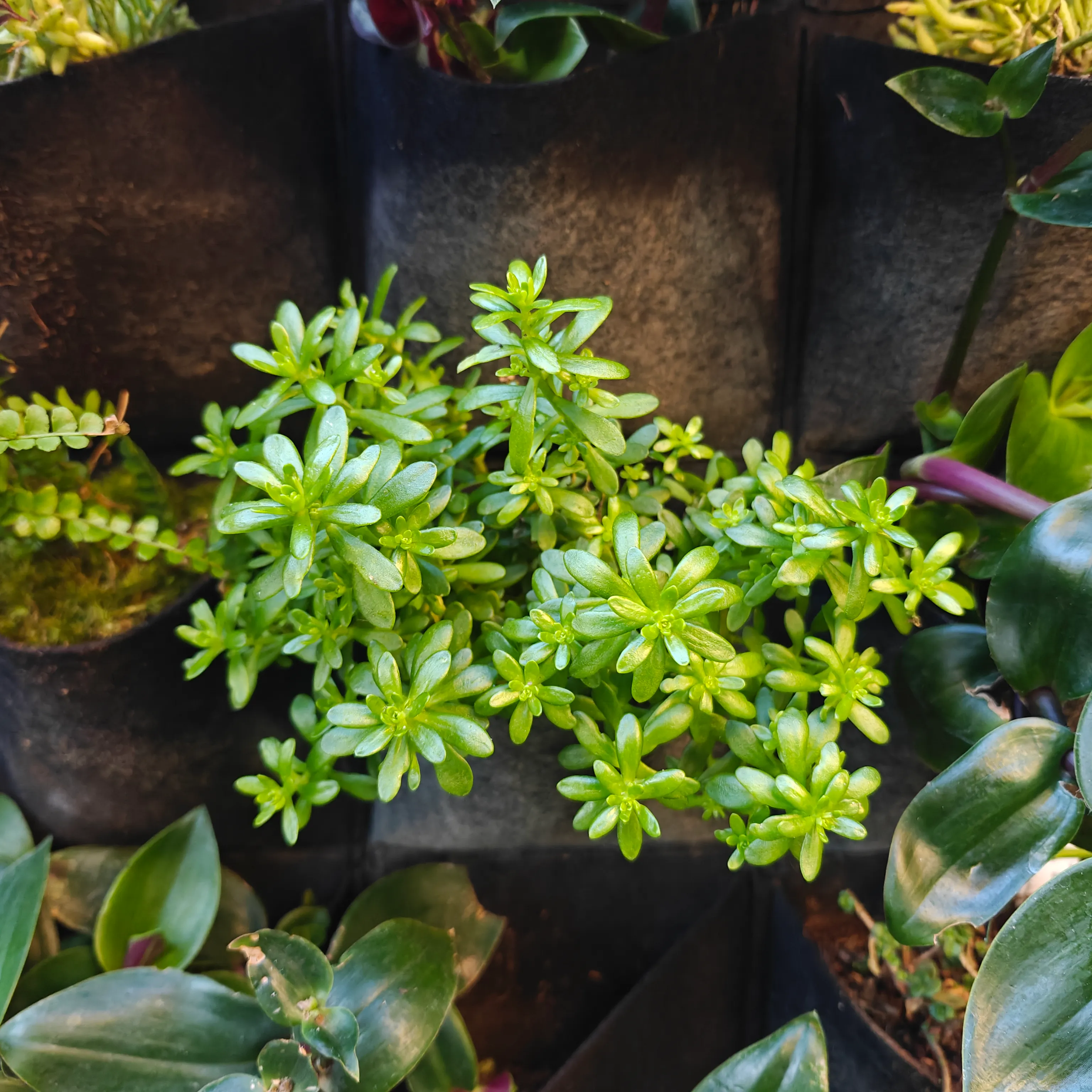 Sedum Luteoviride
