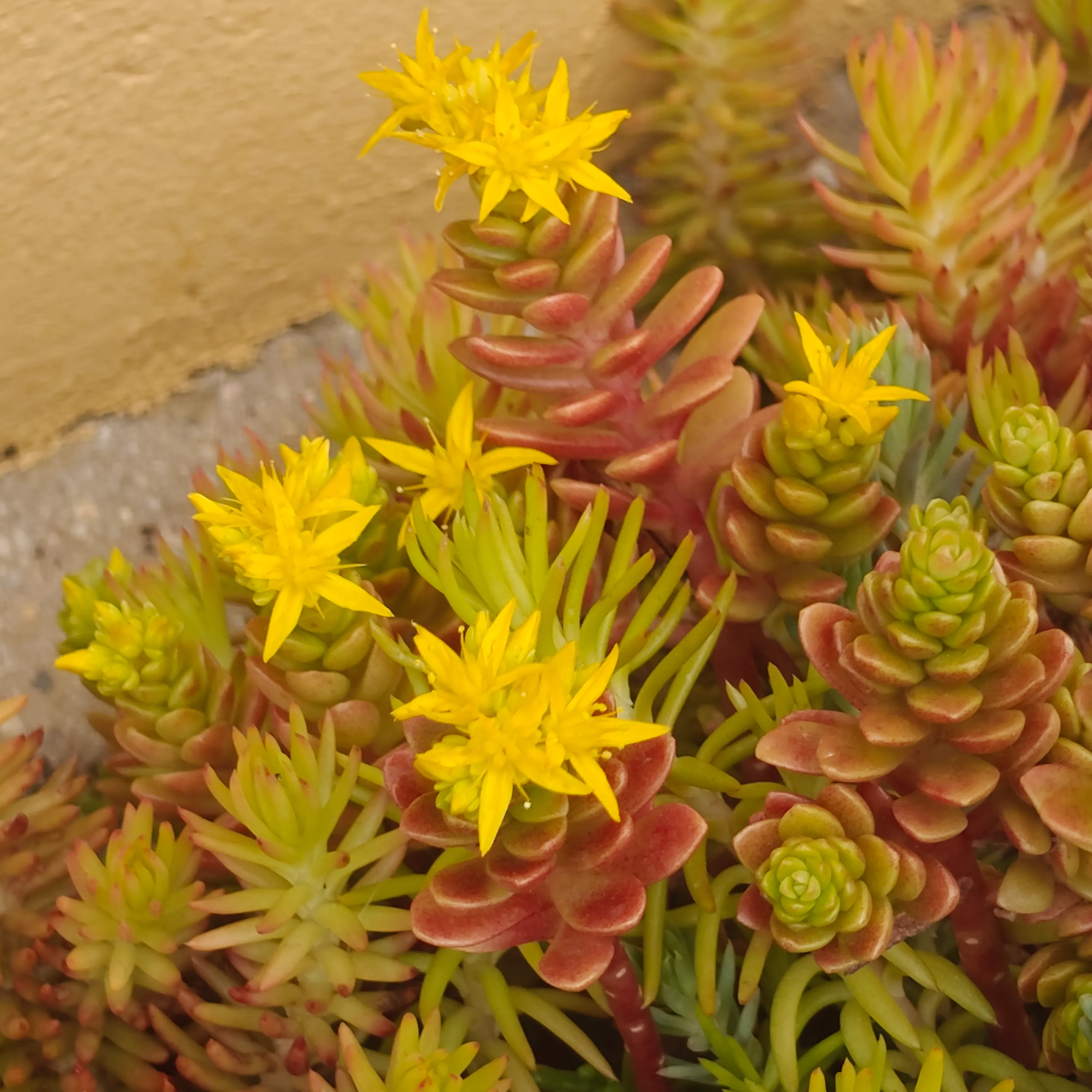 Sedum Luteoviride 5
