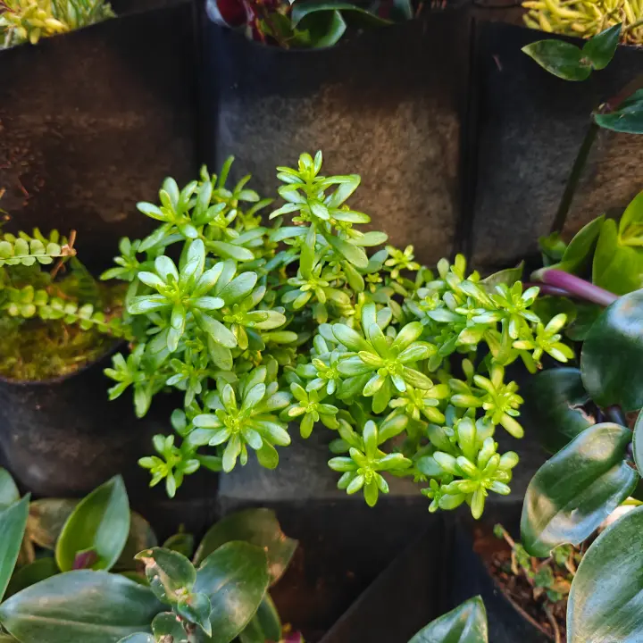 Sedum Luteoviride 1