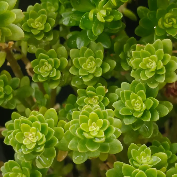 Sedum Luteoviride 2