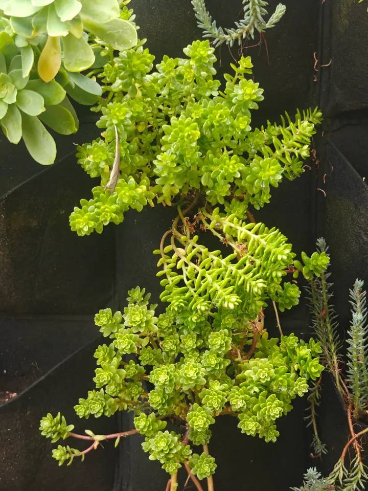 Sedum Luteoviride 3
