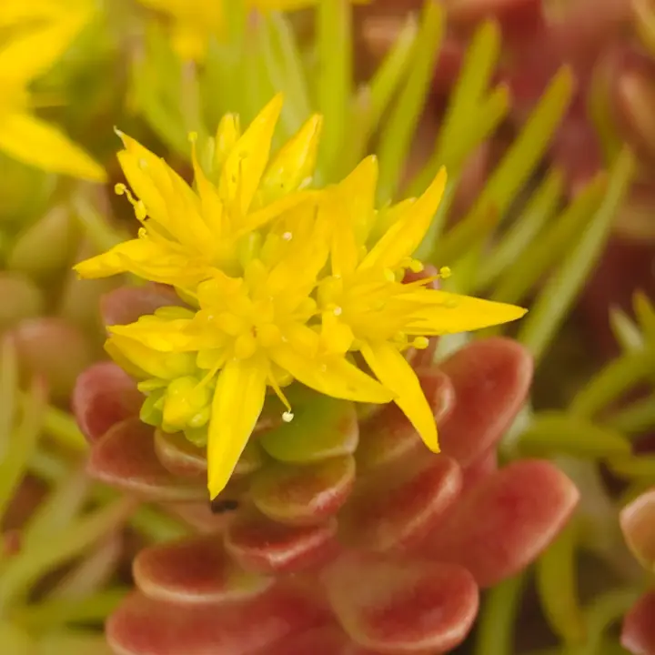 Sedum Luteoviride flor 1