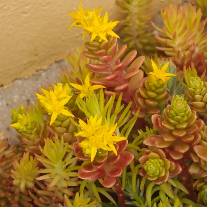 Sedum Luteoviride flor 2