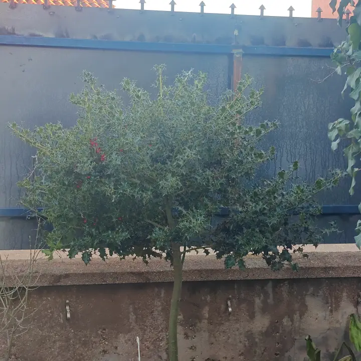 Ilex Aquifolium 1