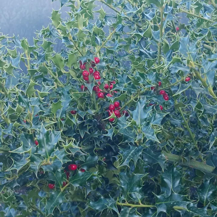 Ilex Aquifolium 2