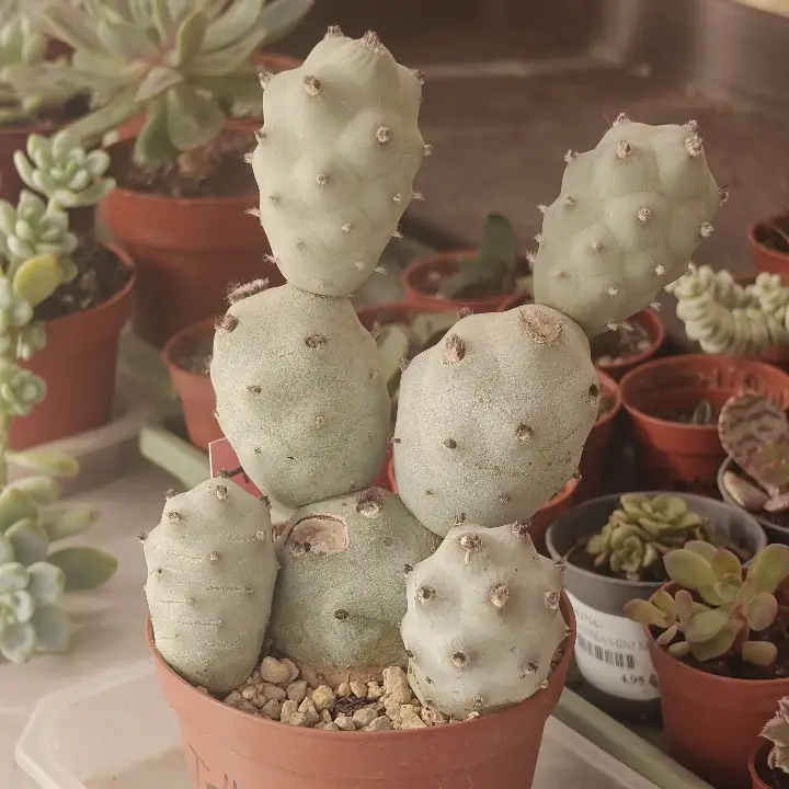 Tephrocactus calvus 1