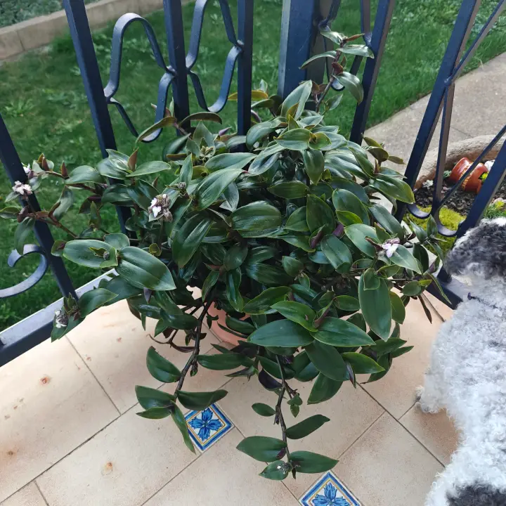 Tradescantia Cerinthoides Kunth 1