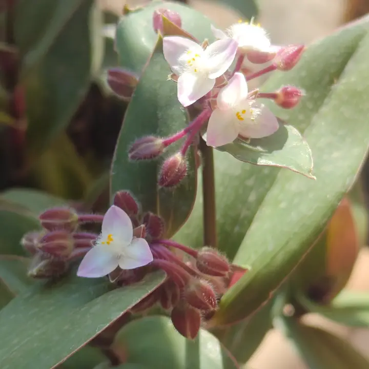 Tradescantia Cerinthoides Kunth flor 1