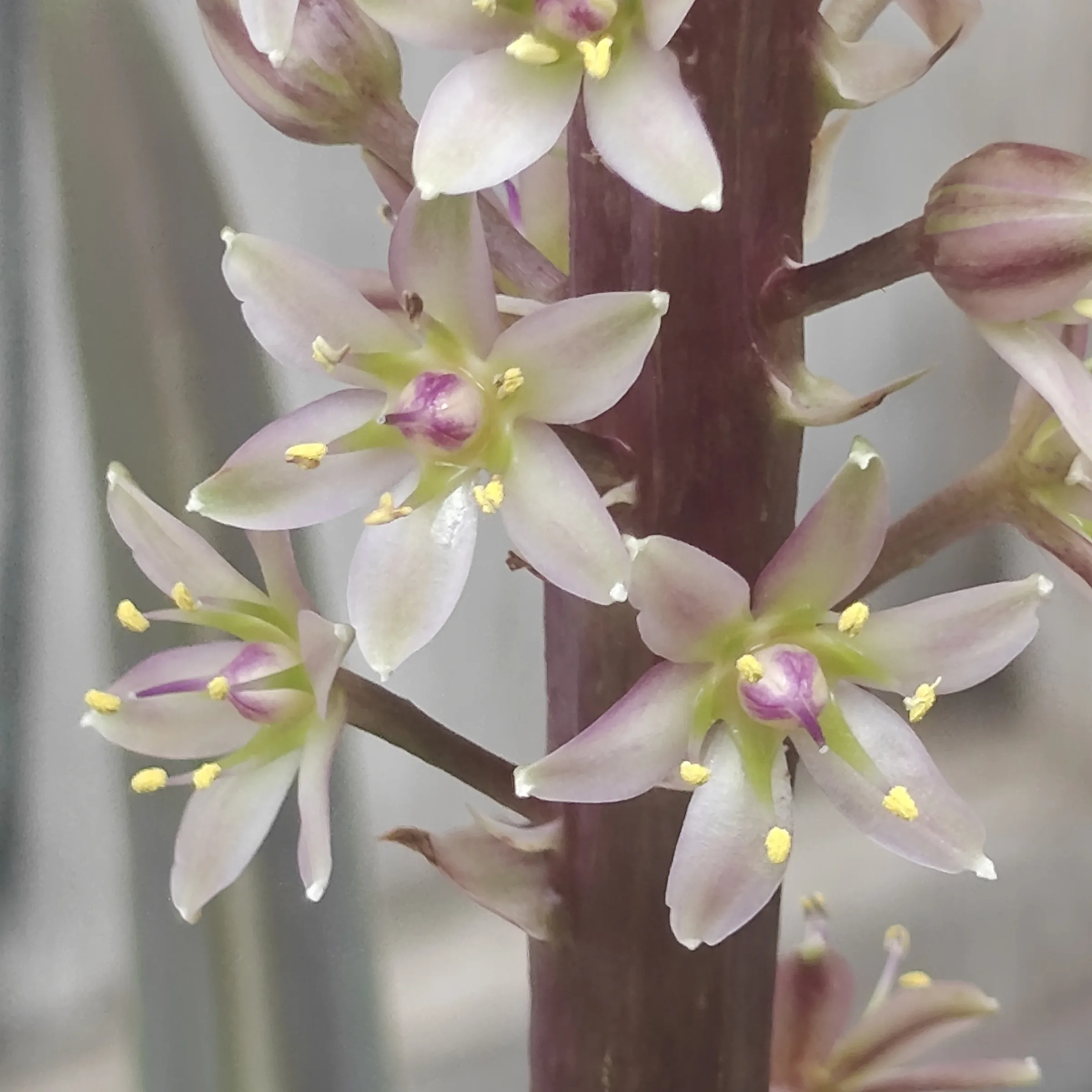 Eucomis comosa flor 1