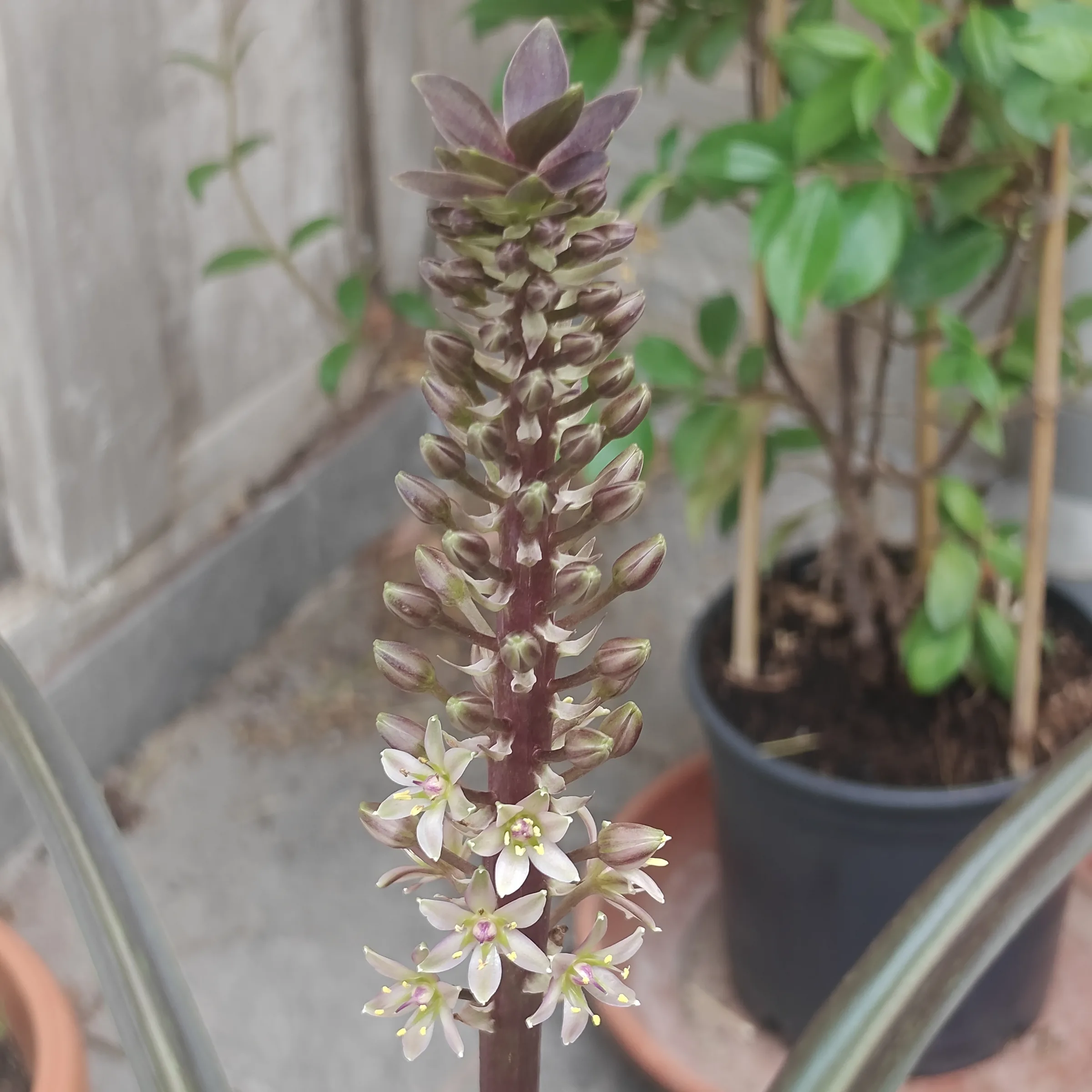 Eucomis comosa flor 2