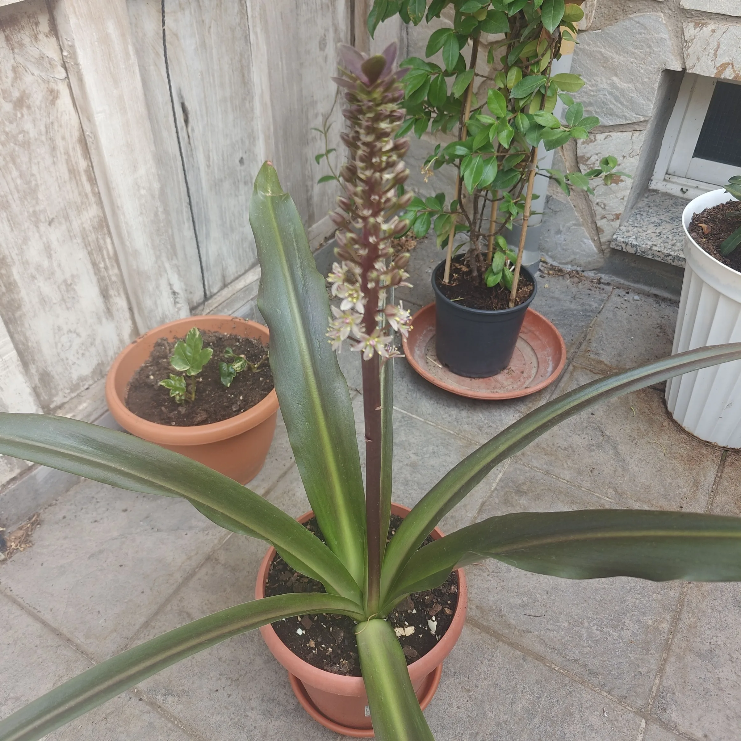 Eucomis comosa