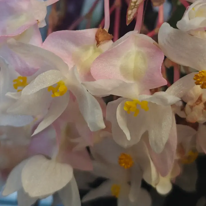 Begonia maculata flor 1