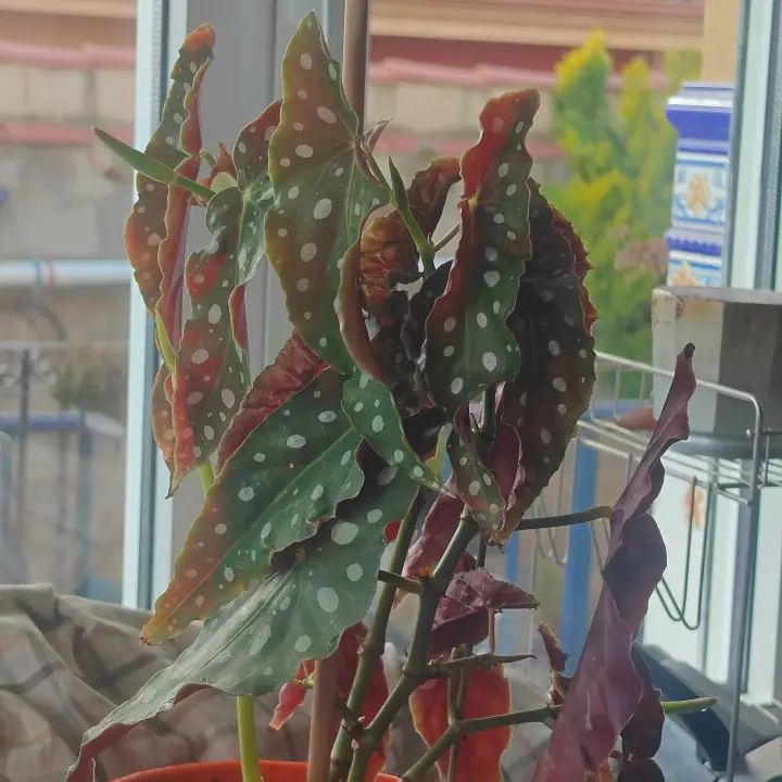 Begonia maculata 1