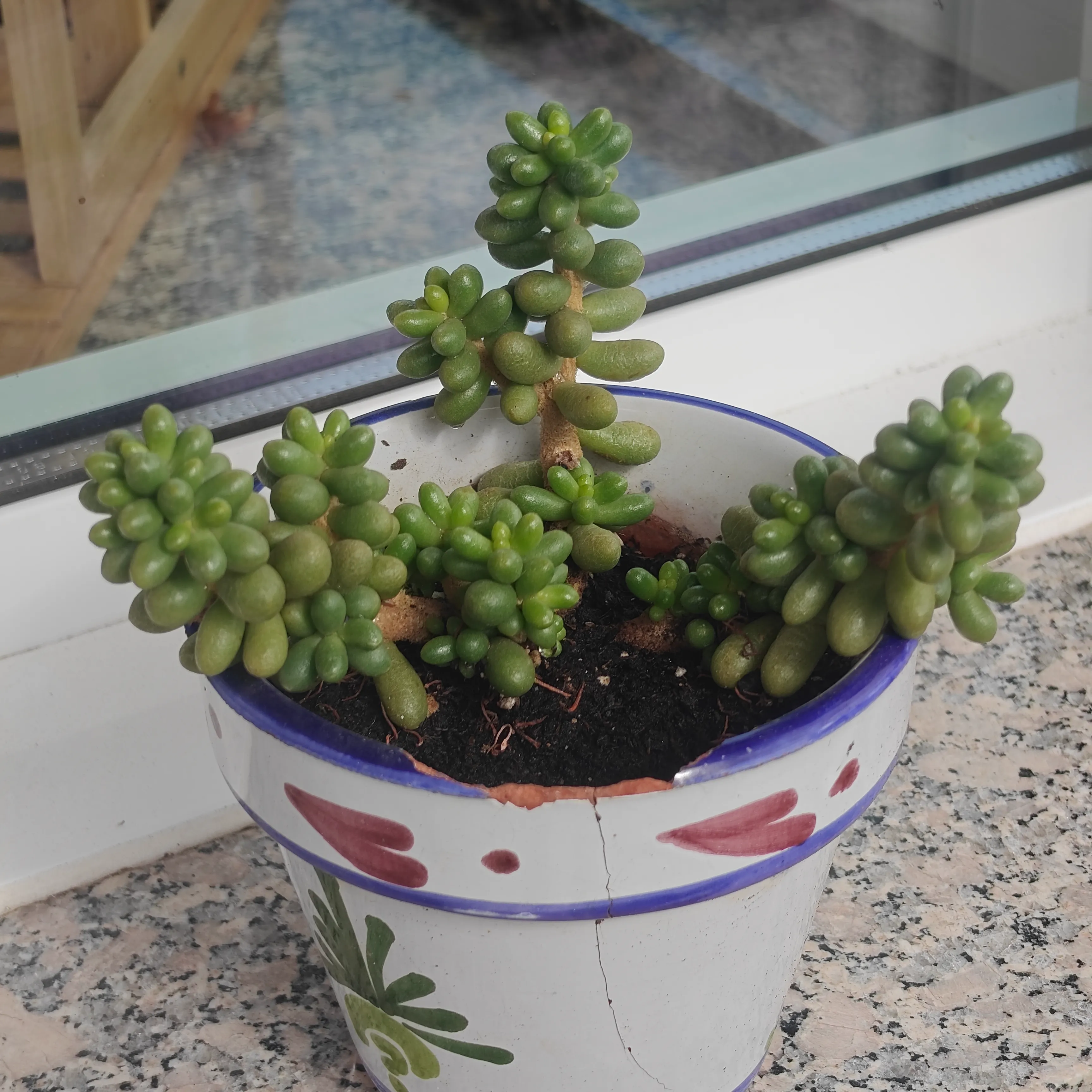 Sedum Hernandezzi 3