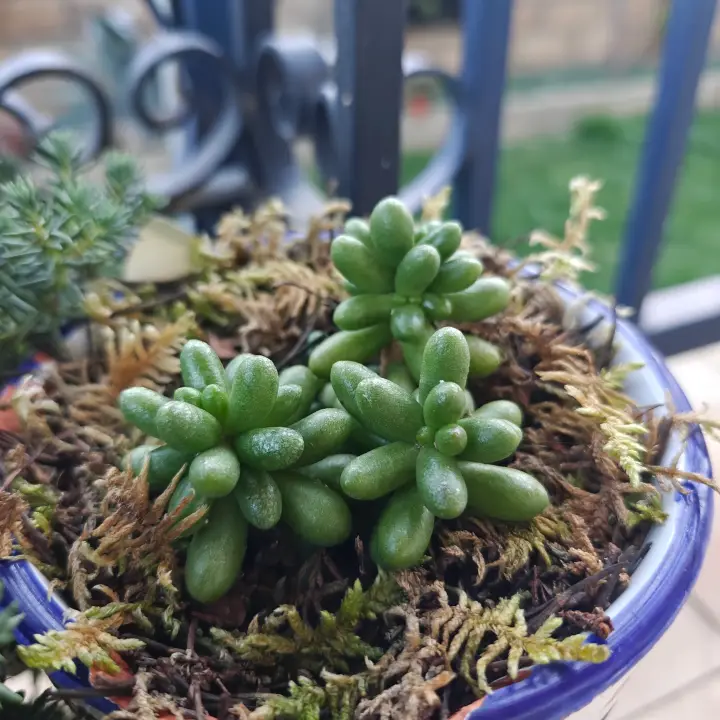 Sedum Hernandezzi 4