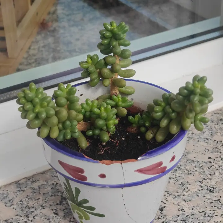 Sedum Hernandezzi 3