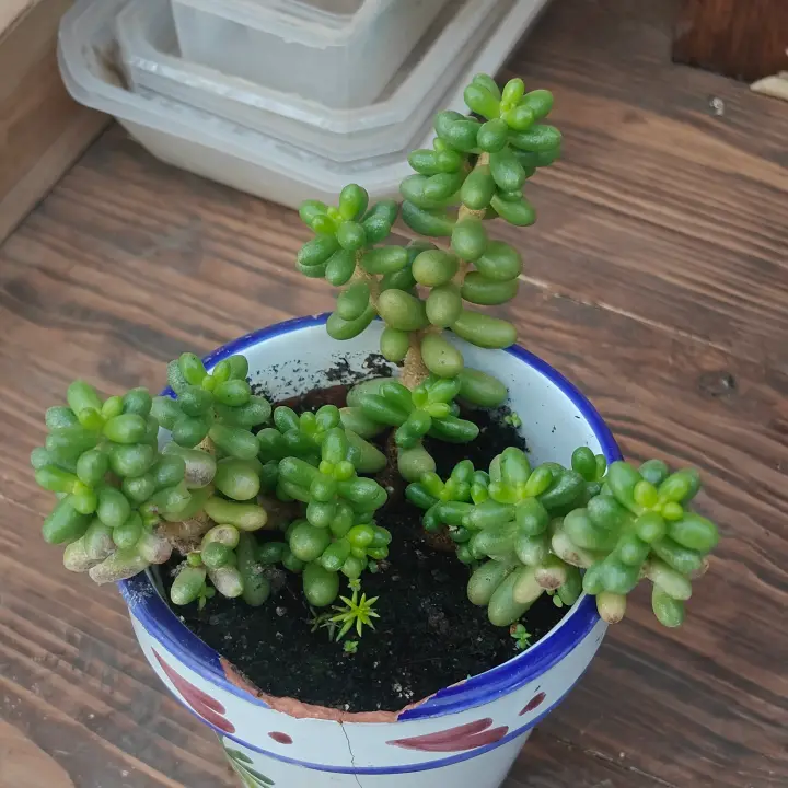 Sedum Hernandezzi 2