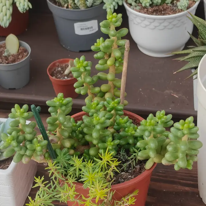 Sedum Hernandezzi 1