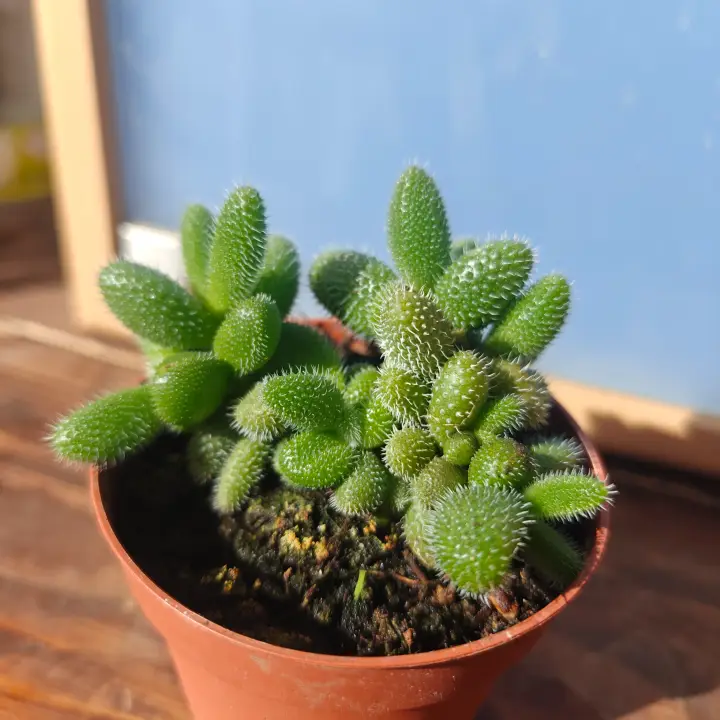 Delosperma Echinatum 2
