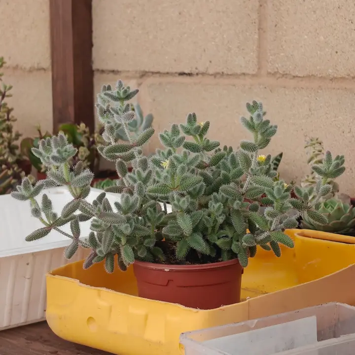Delosperma Echinatum 1