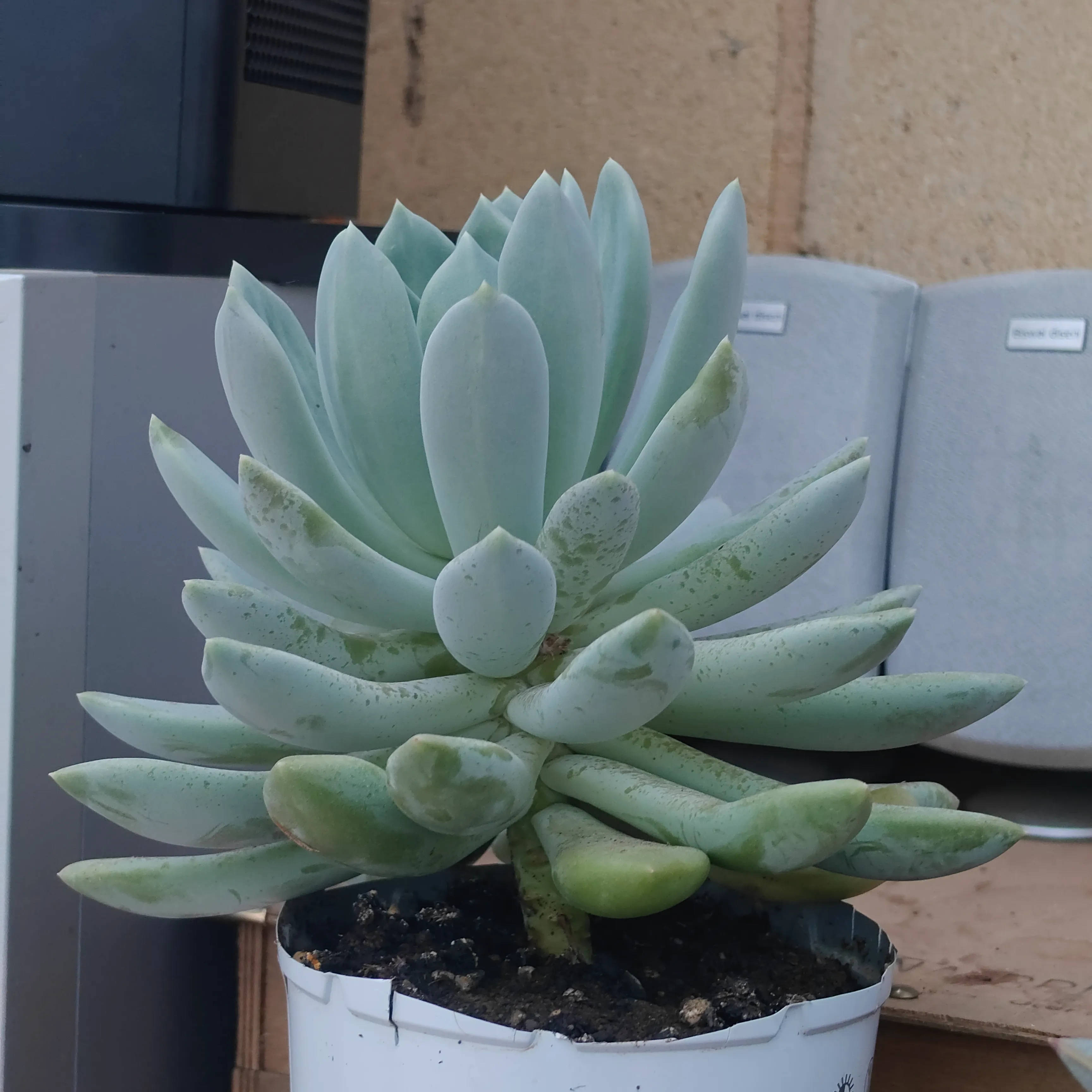 Echeveria Rocio 3