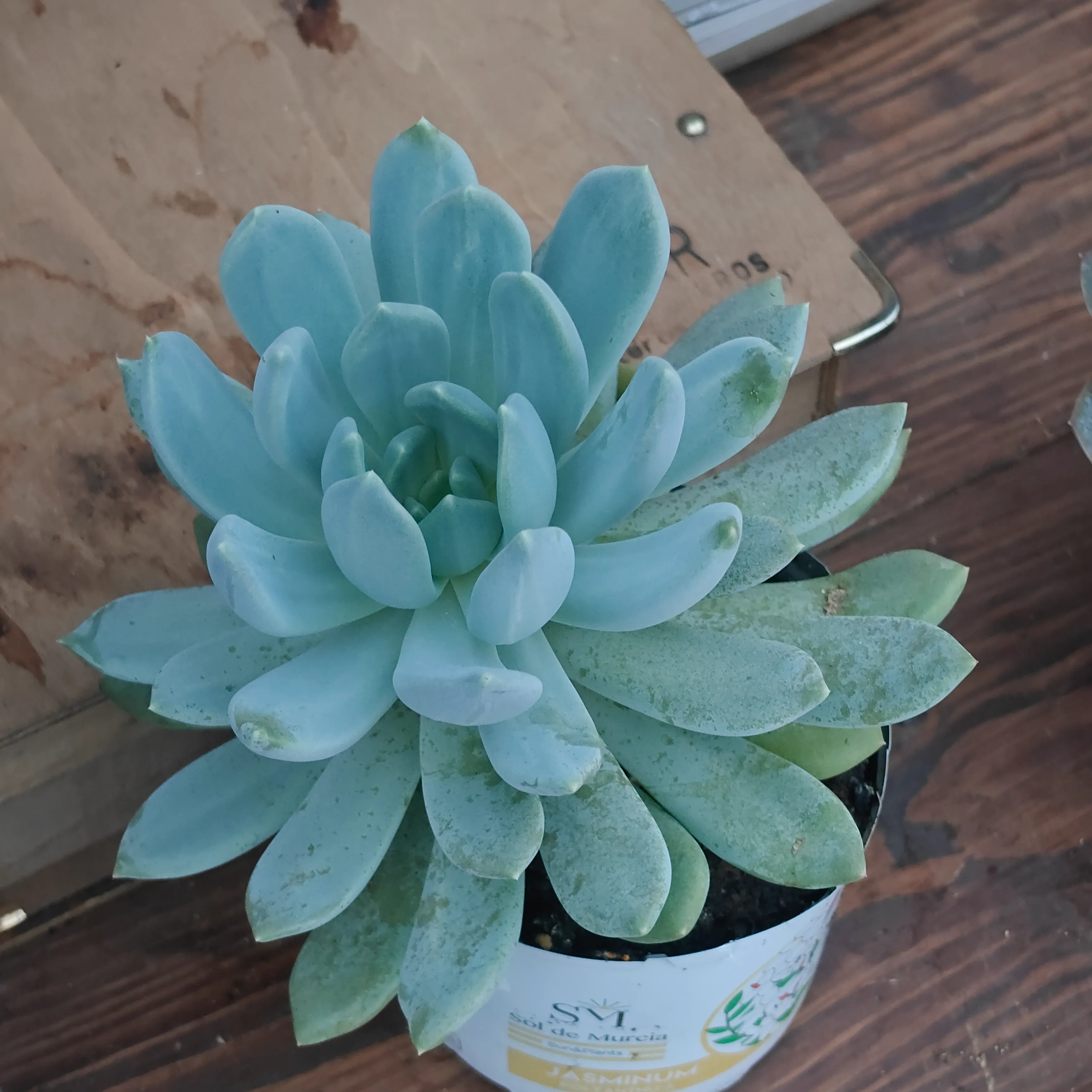 Echeveria Rocio 2