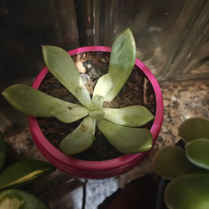 Echeveria Rocio 6