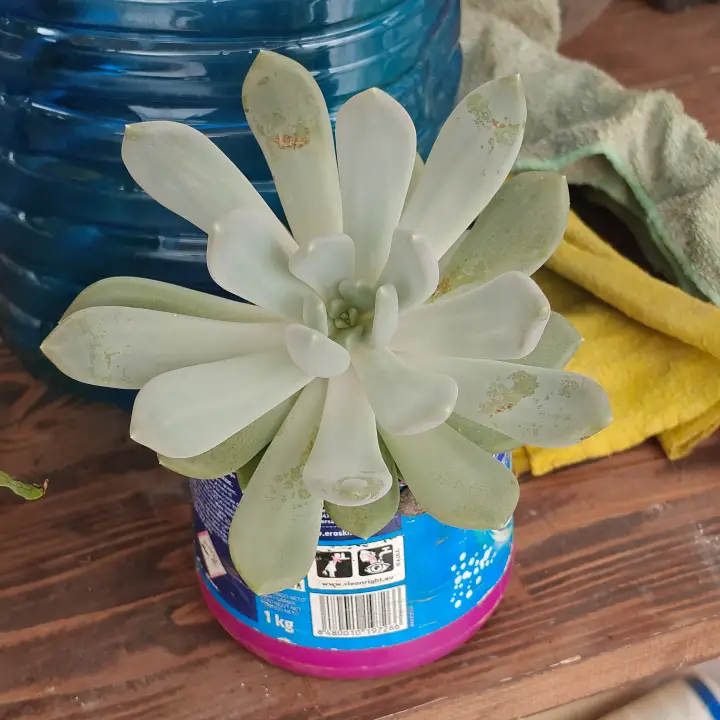 Echeveria Rocio 5