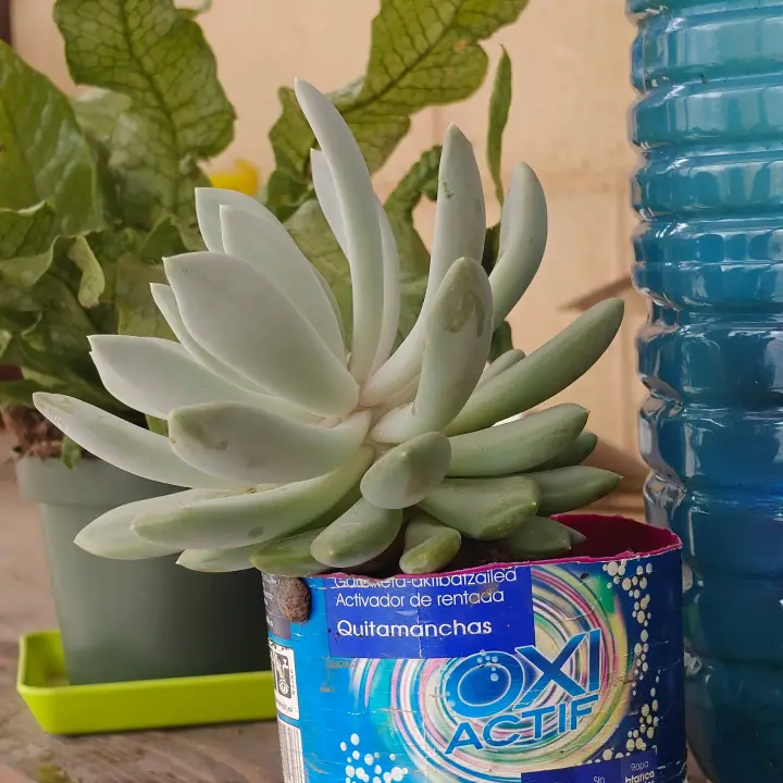 Echeveria Rocio 4