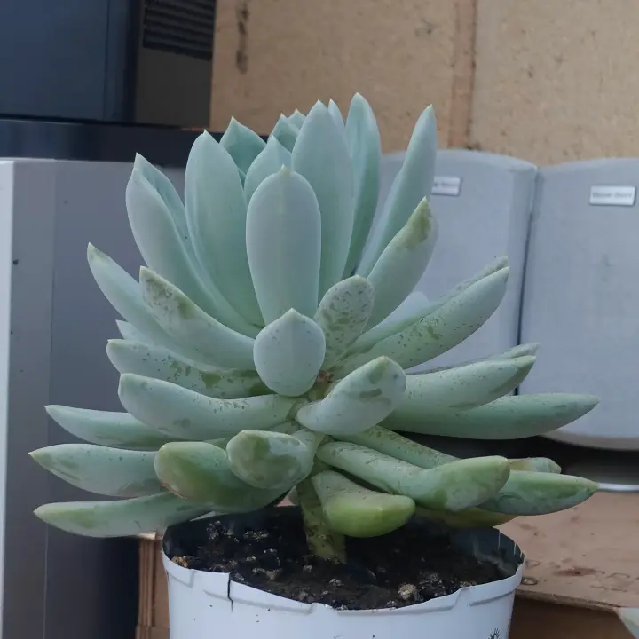 Echeveria Rocio 3