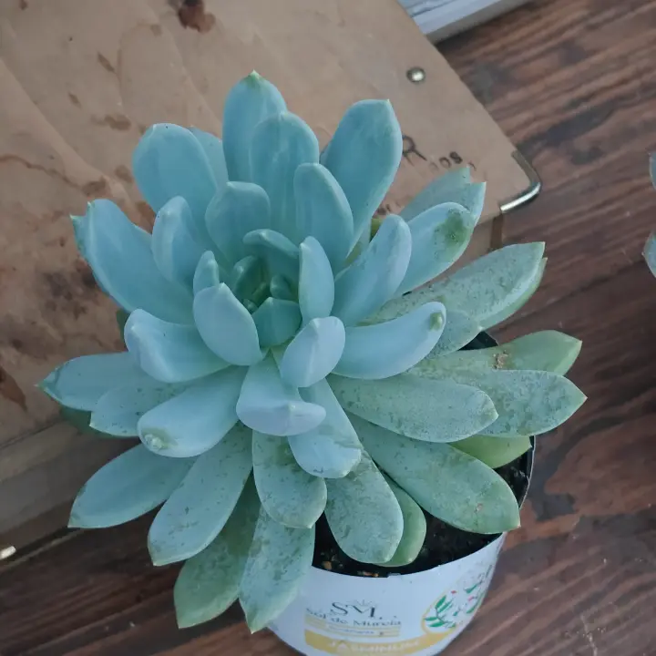 Echeveria Rocio 2