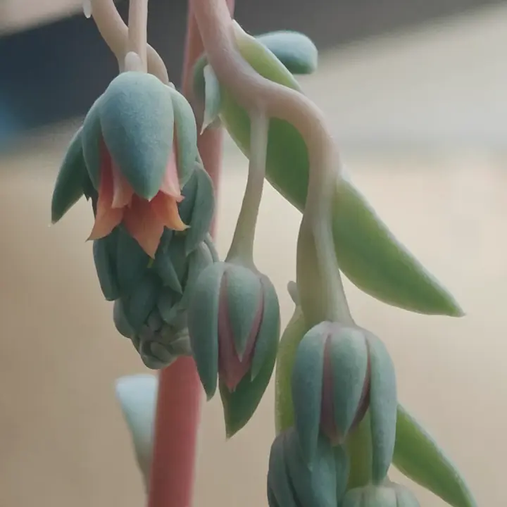 Echeveria Rocio flor 5