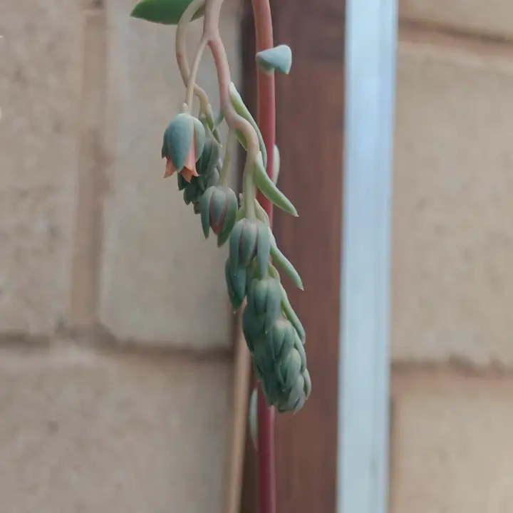 Echeveria Rocio flor 6