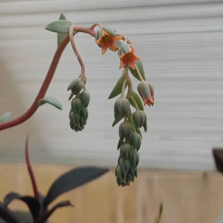 Echeveria Rocio flor 2