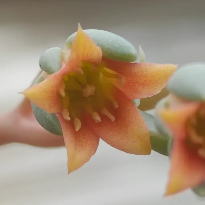Echeveria Rocio flor 3