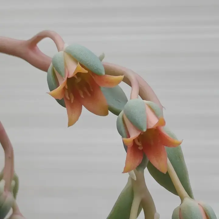 Echeveria Rocio flor 4
