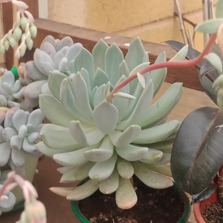 Echeveria Rocio 1