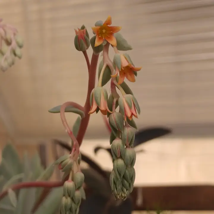 Echeveria Rocio flor 1