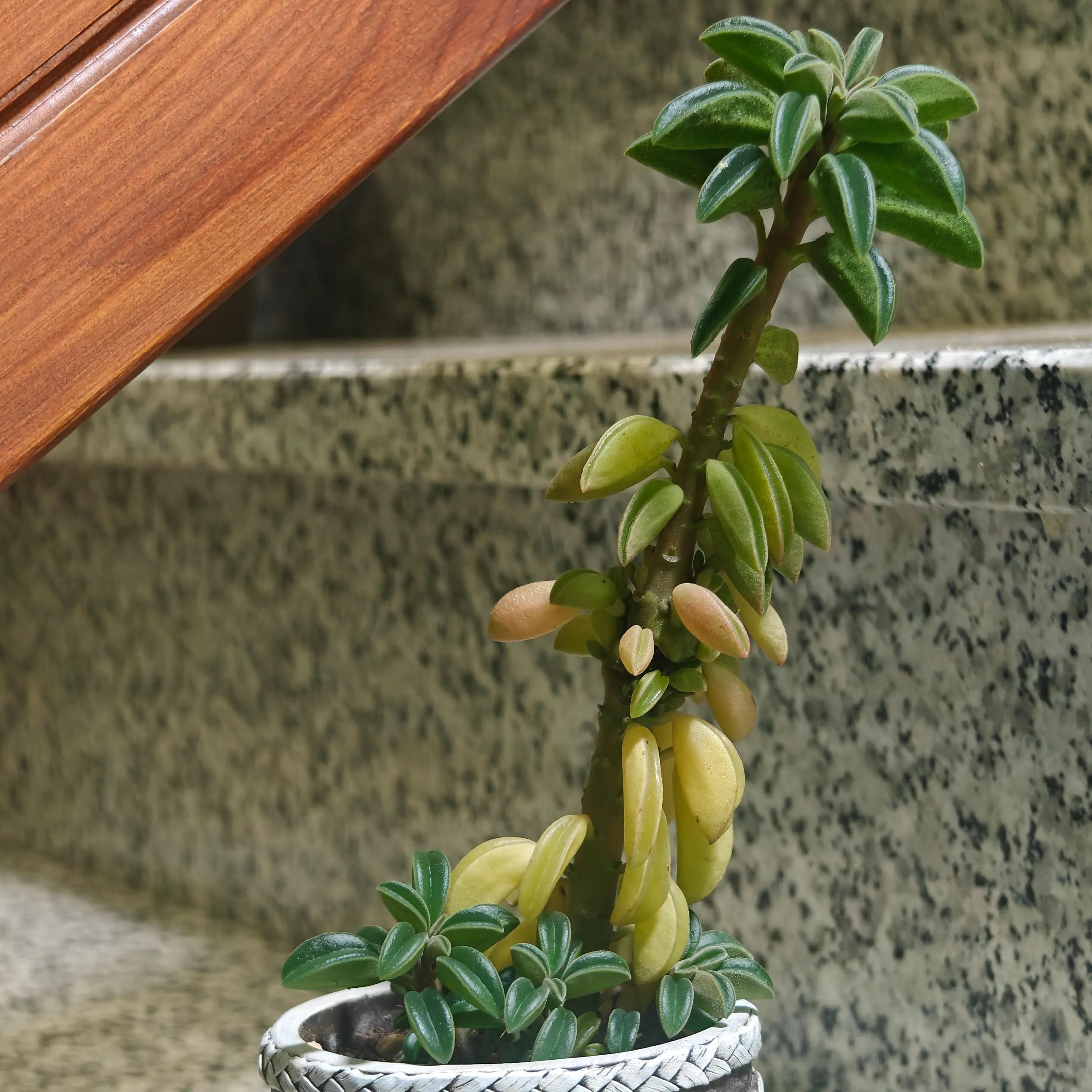 Peperomia dolabriformis 2