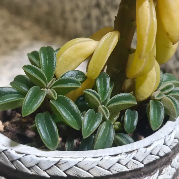 Peperomia dolabriformis 1