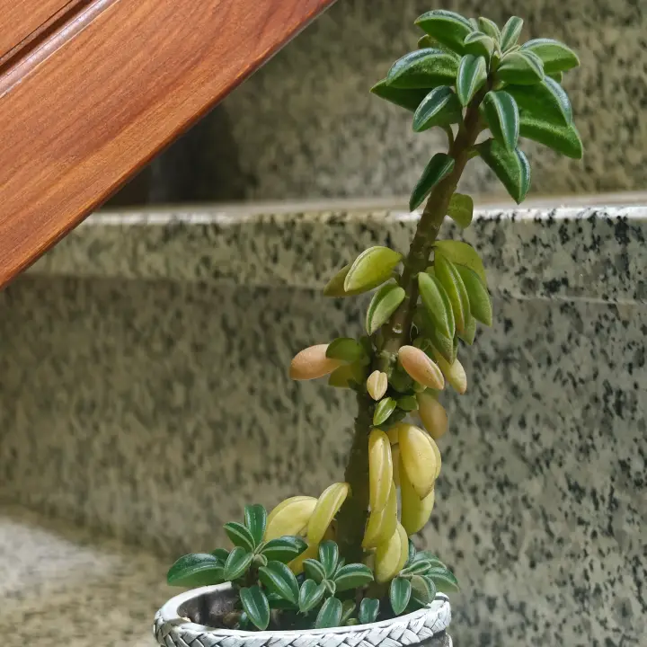 Peperomia dolabriformis 2