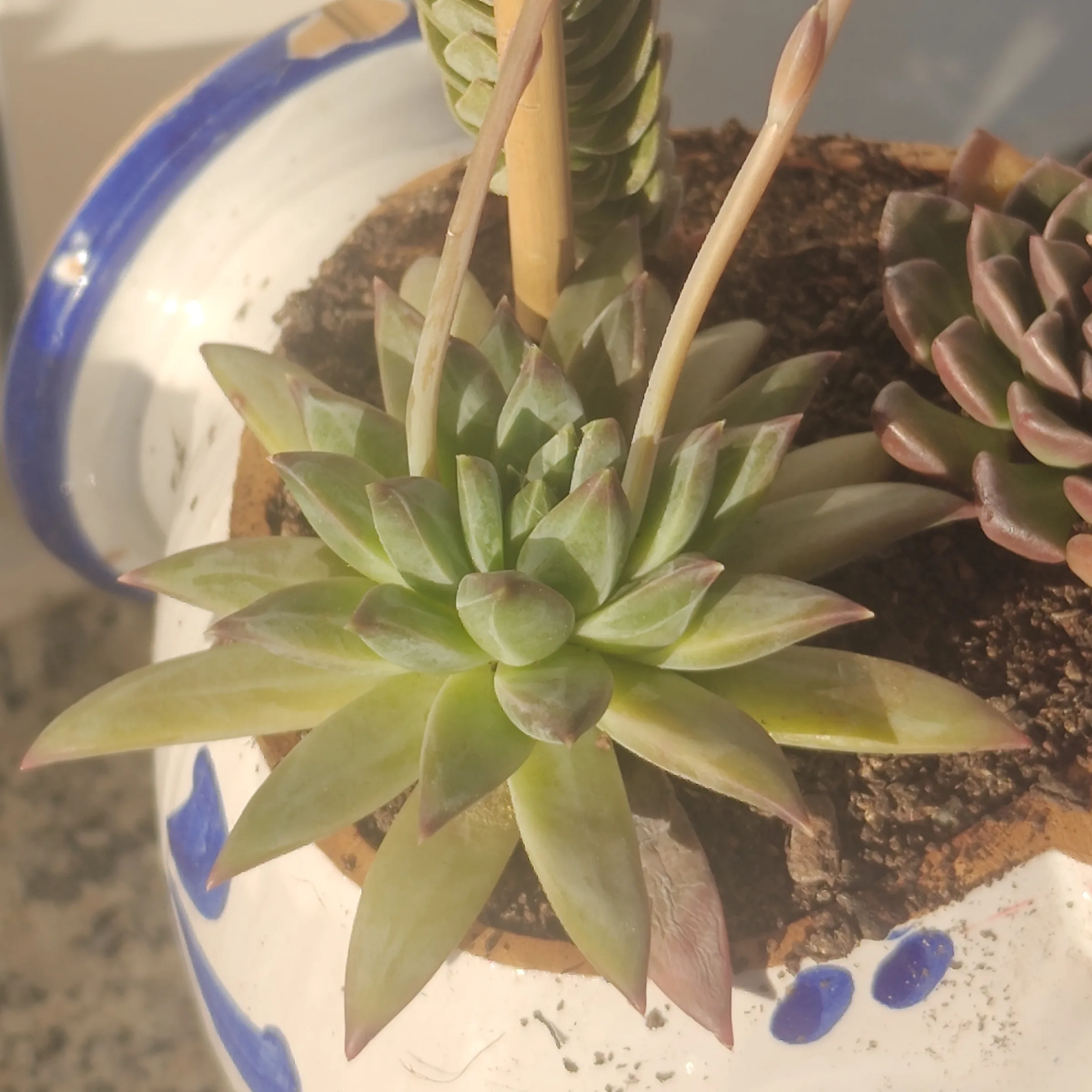 Pachyphytum compactum x E. colorata