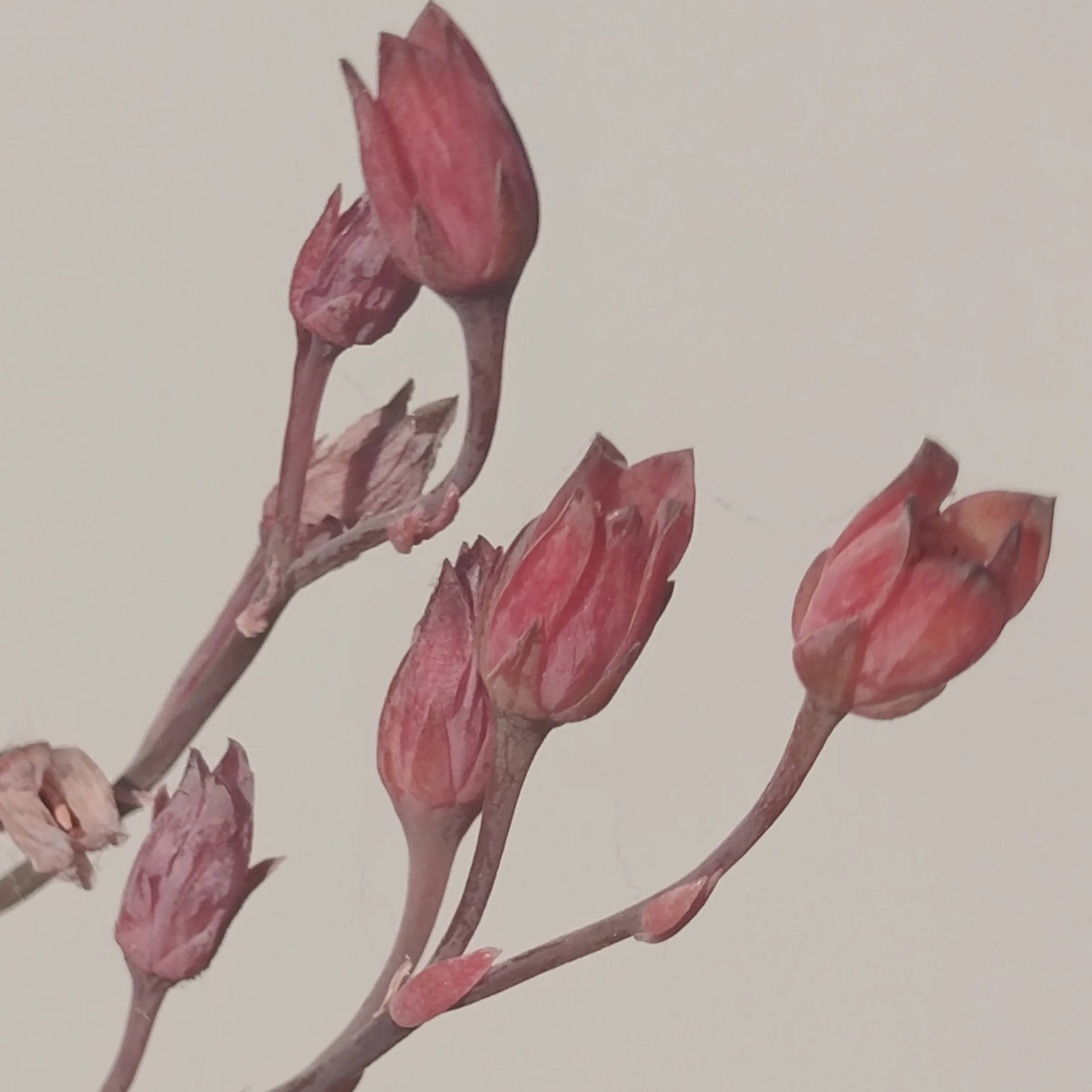 Pachyphytum compactum x E. colorata flor 1