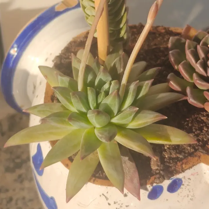 Pachyphytum compactum x E. colorata 1
