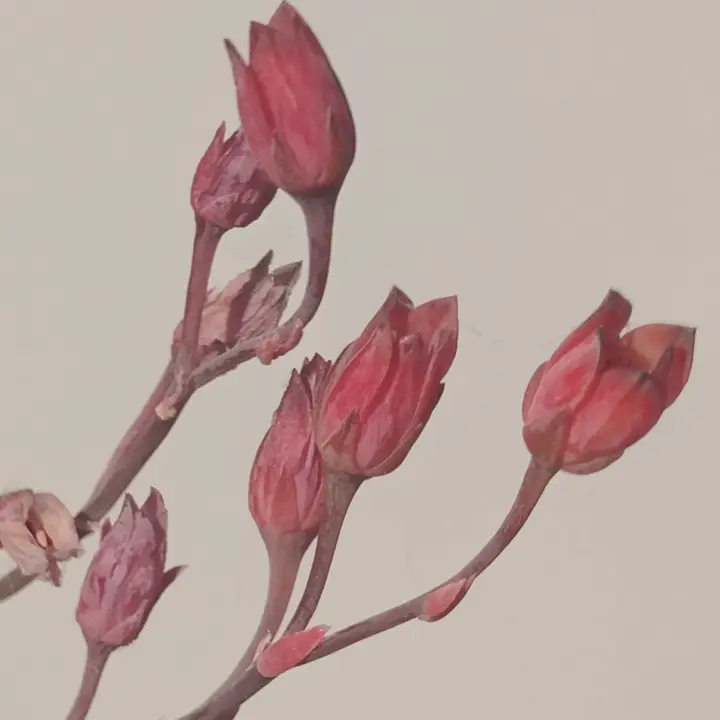 Pachyphytum compactum x E. colorata flor 1