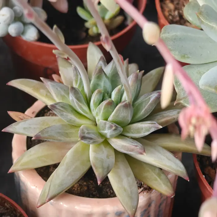Pachyphytum compactum x E. colorata 2