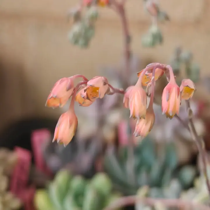 Pachyphytum compactum x E. colorata flor 2