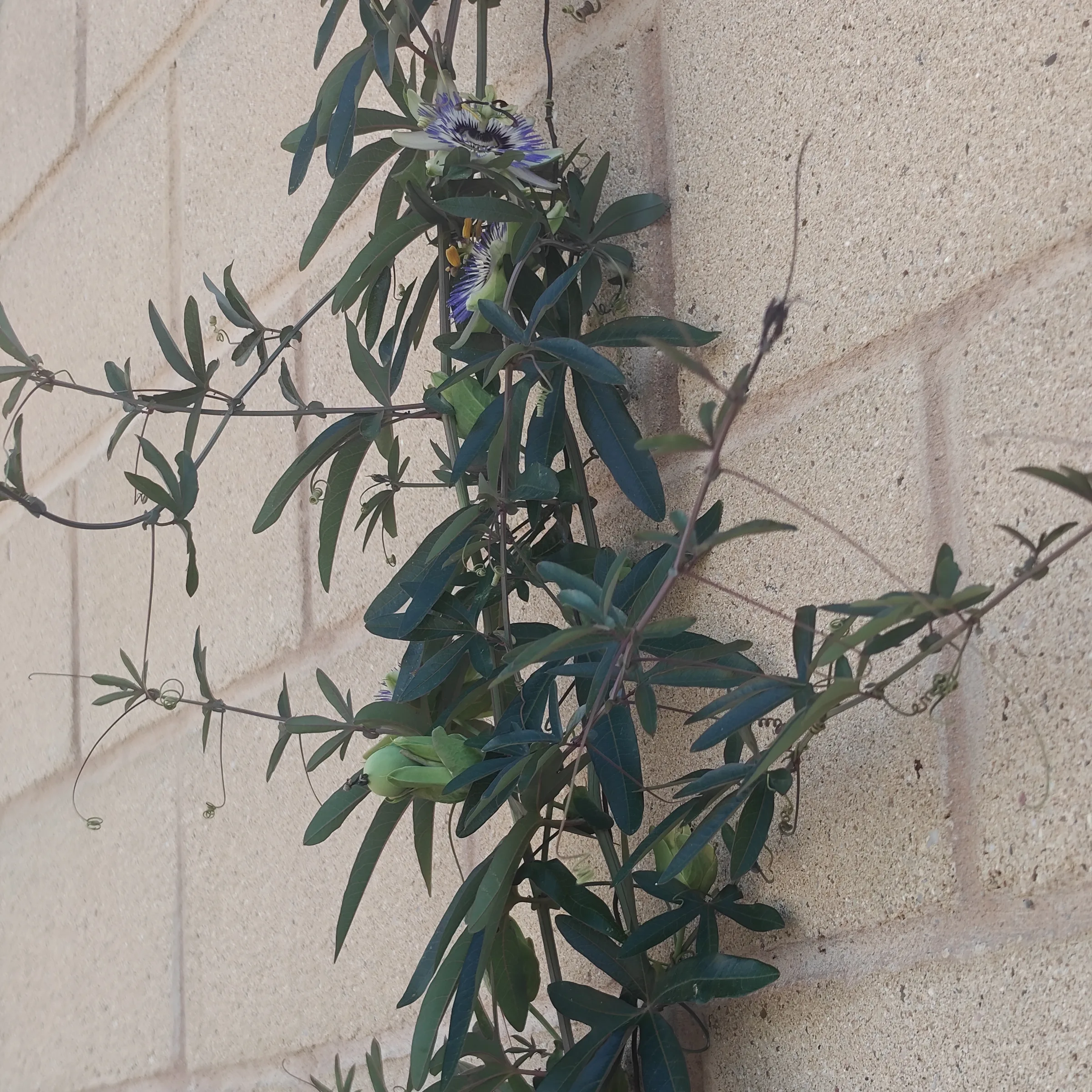 Passiflora caerulea